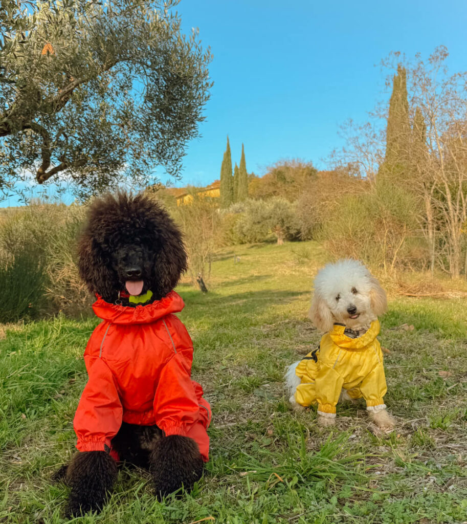 Joy e Gaia, i nostri due cuccioli, nel verde delle colline Umbre dell'agriturismo San Felicissimo a Perugia