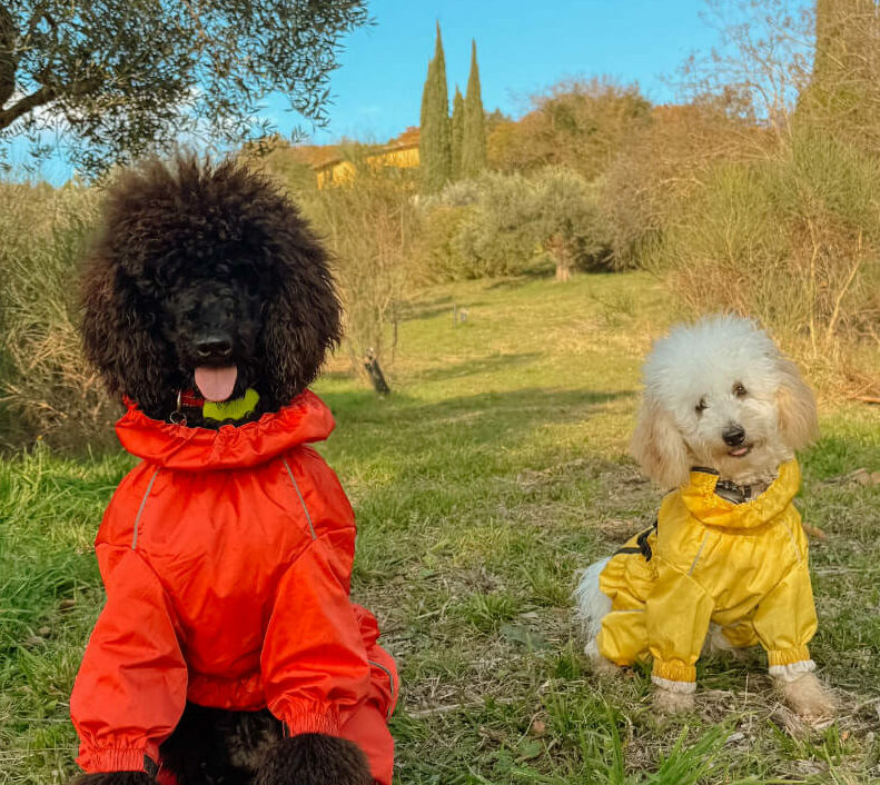 Joy e Gaia, i nostri due cuccioli, nel verde delle colline Umbre dell'agriturismo San Felicissimo a Perugia
